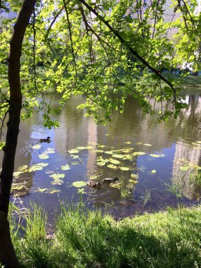 Şehir göleti ve suda yüzen ördekleri olan bir manzara. 