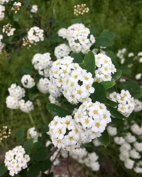 Vita Vårblommor Buske Närbild — Stockfoto