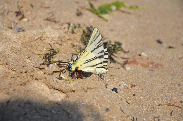 Желтая Бабочка Сидит Песке Пляжа Летом Крупным Планом — стоковое фото