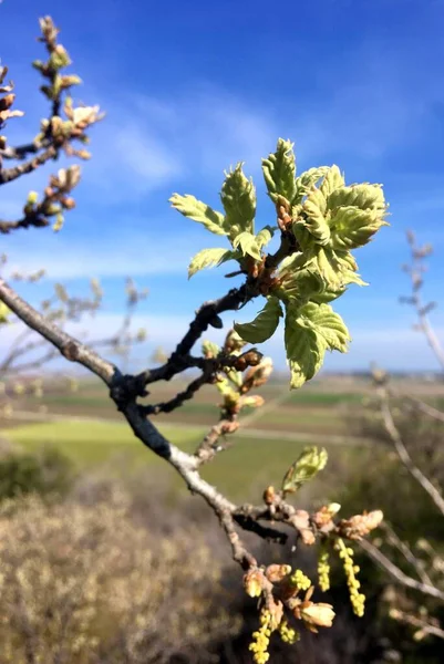 Las Hojas Frescas Jóvenes Una Rama Árbol Primavera Cerca — Foto de Stock