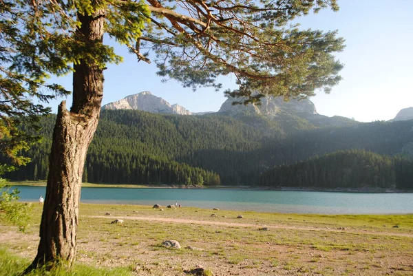 Paisaje Con Árbol Lago Las Montañas Montenegro Verano —  Fotos de Stock