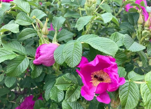 Rosa Canina Fiori Con Ape Uno Sfondo Verde Primo Piano — Foto Stock