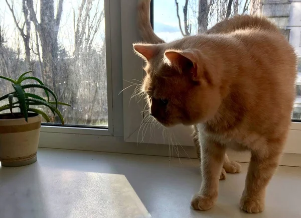 Британська Кішка Вікні Навесні Інтер Єрі Квітковим Горщиком Рослиною — стокове фото