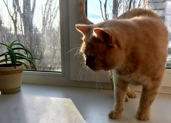 Gato Británico Ventana Primavera Interior Con Una Maceta Una Planta — Foto de Stock