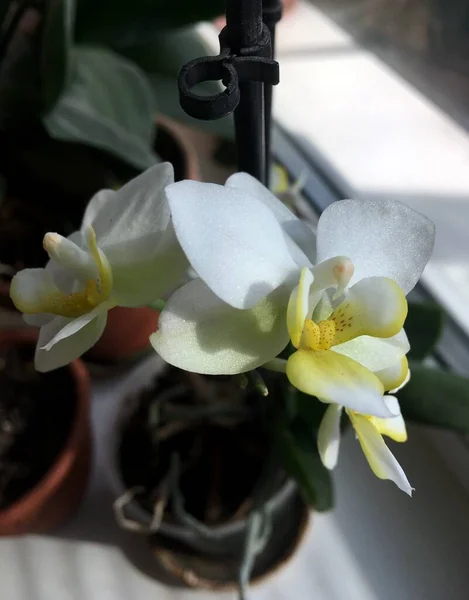 Flores Jóvenes Blancas Orquídea Primer Plano Luz Del Sol —  Fotos de Stock