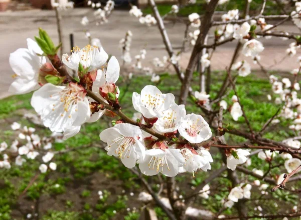 Vita Blommor Våren Körsbär Blomma Träd Trädgården Närbild — Stockfoto