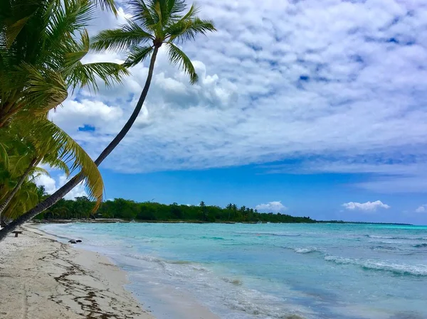Тропічний Пейзаж Океаном Пляжем Пальмових Лісах Карибського Моря — стокове фото