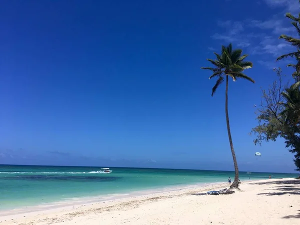 Яскраві Тропічні Краєвиди Океаном Пляжем Самотньою Пальмою Сонячний День Домініканській — стокове фото