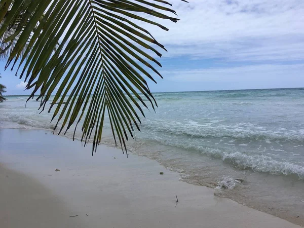 Rama Palmeras Fondo Playa Las Olas Del Océano Los Trópicos — Foto de Stock