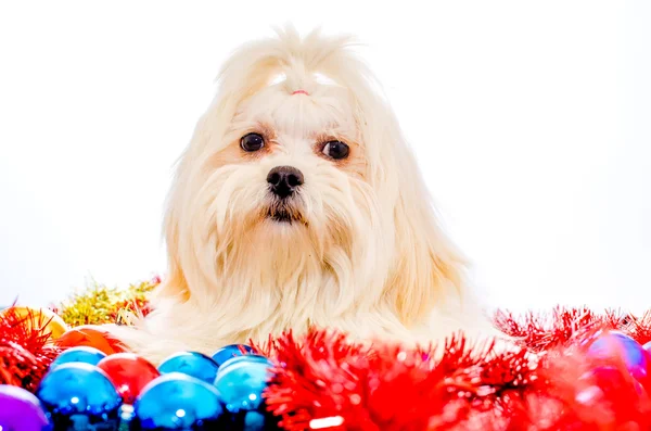 Lhasa Apso Prêt pour Noël — Photo