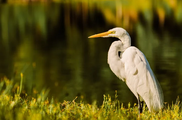 Velký pták volavka půdy a zírá na mě! — Stock fotografie