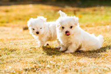 Puppy Maltese with back light in golden hour, playing on the gra clipart