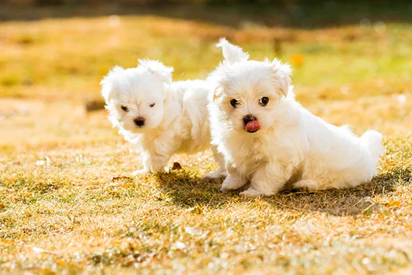 Cachorro maltés con luz de fondo en la hora dorada, jugando en el gra —  Fotos de Stock