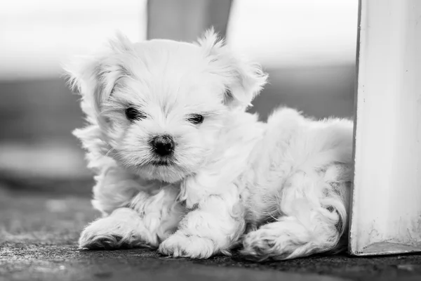 Puppy Maltese on black and white photo — Stock Photo, Image