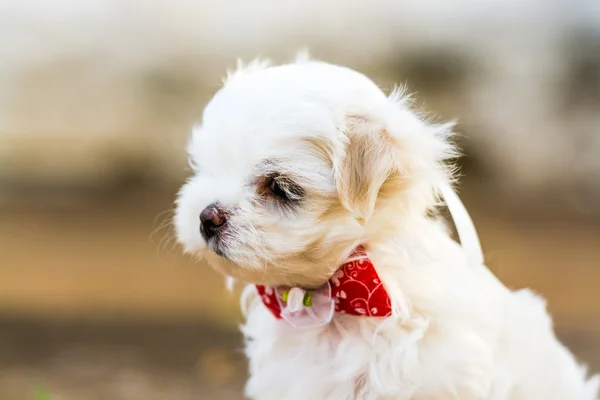 Puppy Maltese met achterkant licht in gouden uur, spelen op de gra — Stockfoto