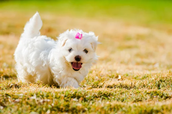 Cucciolo maltese con retroilluminazione in ore d'oro, giocando sul gra Fotografia Stock