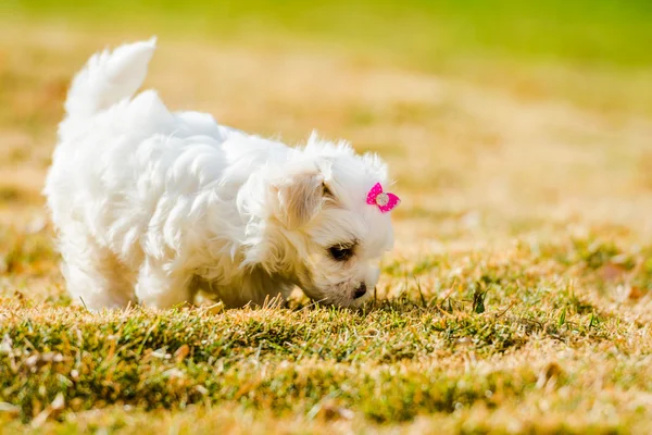Cucciolo maltese con retroilluminazione in ore d'oro, giocando sul gra Foto Stock