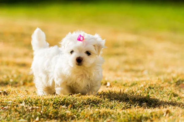 Cucciolo maltese con retroilluminazione in ore d'oro, giocando sul gra Foto Stock Royalty Free