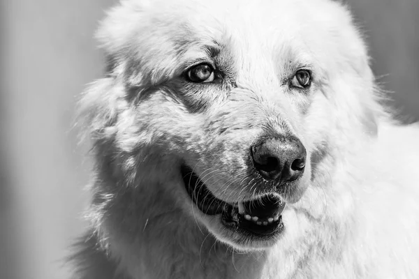 Maremma Sheepdog shaking for cleaning the water on it. — Stock Photo, Image