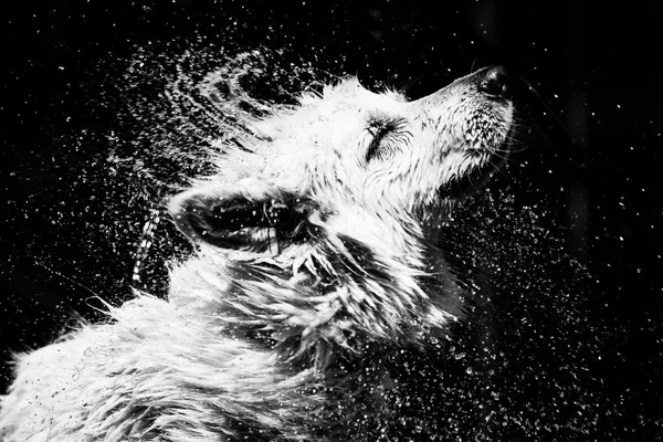 Maremma üzerine su temizlik için sallayarak çoban köpeği.