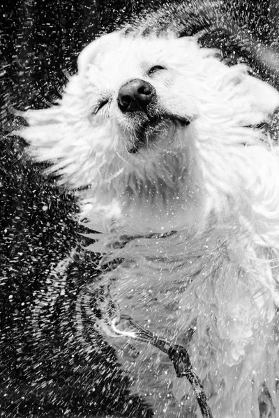 Maremma Cane da pastore scuotendo per pulire l'acqua su di esso . Foto Stock