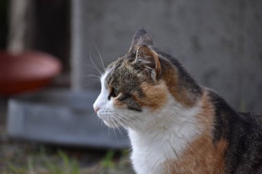 Toskana İtalya 'sındaki vahşi kedinin güzel yüzü.