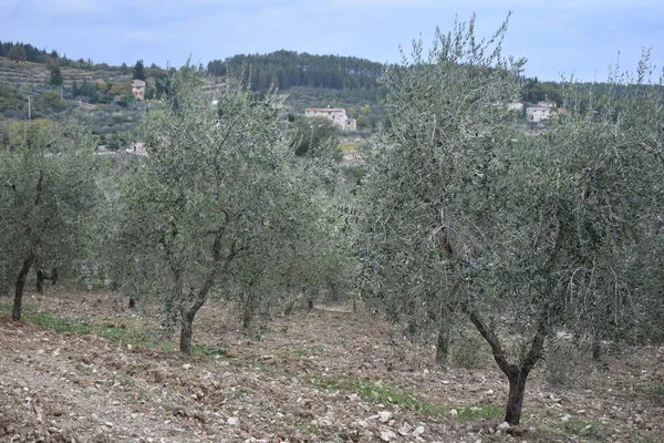 Wijngaard Van Het Mooie Toscane Italië — Stockfoto