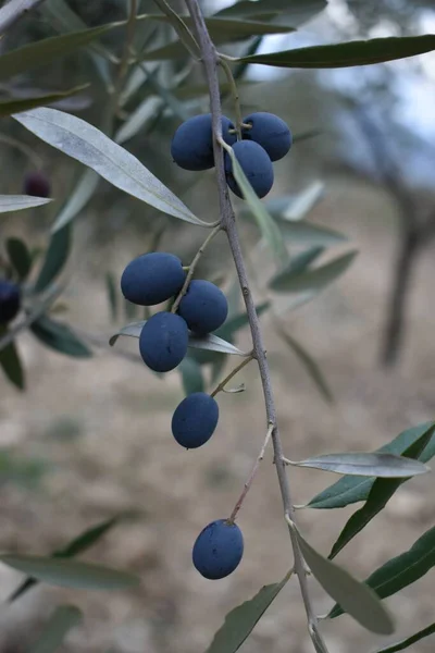 Die Schönen Blauen Reifen Oliven Der Toskana — Stockfoto