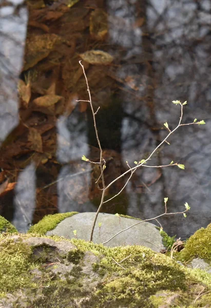 Reflektionen Visar Skogens Djup Sapporo Japan — Stockfoto