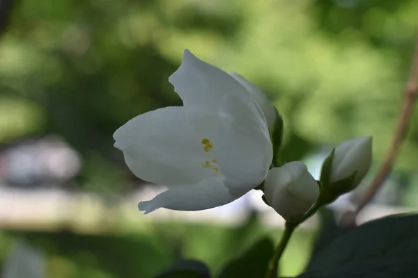 The pure white flower in one summer in Sapporo Japan