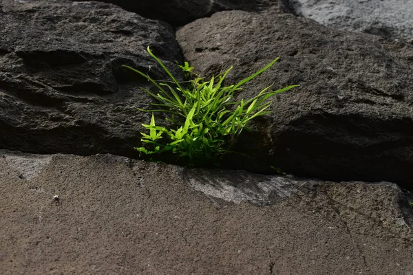 Ljusa Greenerna Mellan Stenarna Tokyo Japan — Stockfoto