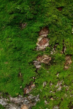 Tokyo 'daki eski ahşabın üzerindeki yeşil halı dünya haritası.