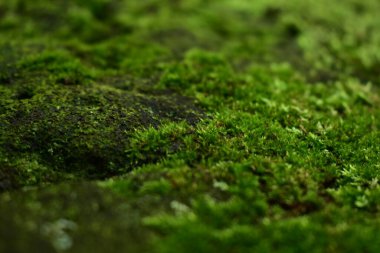 Tokyo 'daki daha yeşil, ıslak, yosun yeşili arazi.
