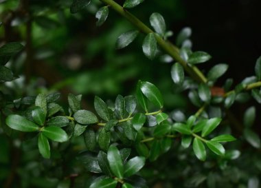 Güzel yeşil yapraklar Tokyo 'da bir parkta.