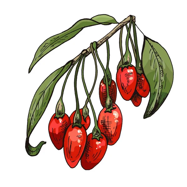 Goji-Beeren mit Blättern verzweigen. Vektor Farbe Vintage Schraffur Illustration isoliert — Stockvektor