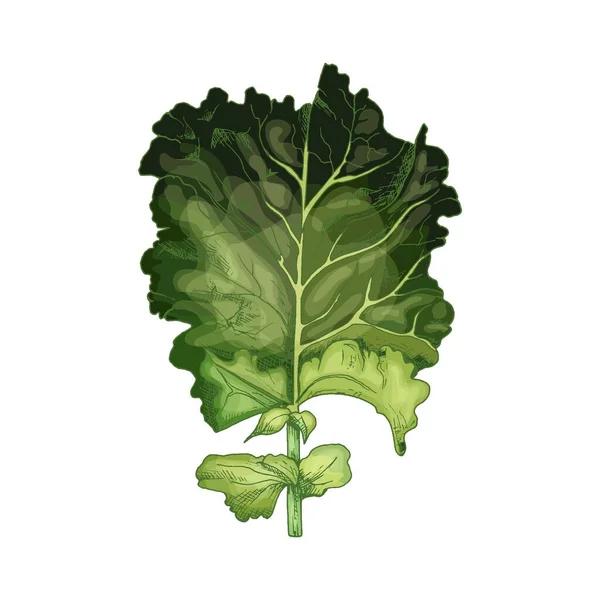Kale. Vector color vintage hatching illustration isolated — Stock Vector