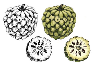 Tam ve yarım kremalı elma. Beyaz üzerine izole edilmiş vektör renk vintage kuluçkaya yatma illüstrasyonu