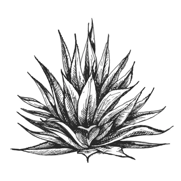Kaktüs mavisi agave. Vector vintage kuluçkadan çıkma illüstrasyonu. Beyazda izole edilmiş