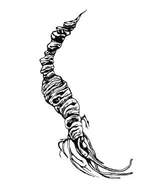 Kök panax ginseng. Beyaz üzerine izole edilmiş vektör renk vintage kuluçkaya yatma illüstrasyonu