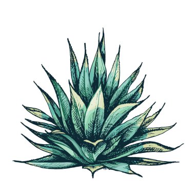 Kaktüs mavisi agave. Vector vintage kuluçkadan çıkan renk çizimi. Beyazda izole edilmiş