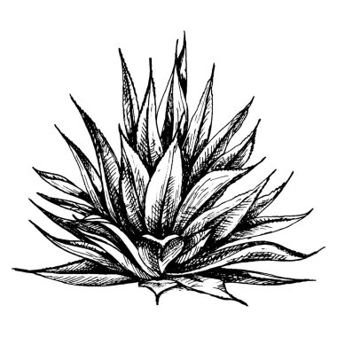 Kaktüs mavisi agave. Vector vintage kuluçkadan çıkma illüstrasyonu. Beyazda izole edilmiş