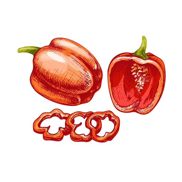 Mitad entera y rebanar pimientos rojos dulces. Vector vintage eclosión ilustración de color. — Archivo Imágenes Vectoriales