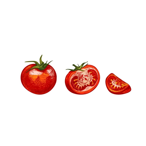 Tomato whole and slice isolated on white background. Vector vintage hatching — Stock Vector