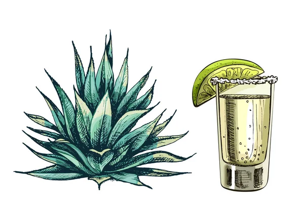 Kaktüs mavisi agave. Vector vintage kuluçkadan çıkan renk çizimi. Beyazda izole edilmiş