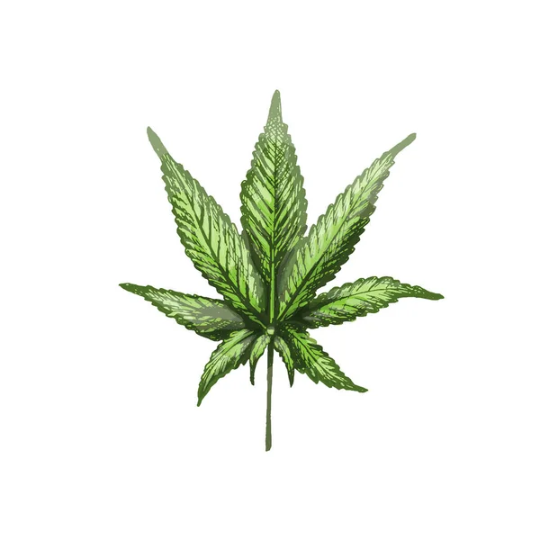 Hoja de marihuana. Vector vintage incubación ilustración en color. Aislado sobre blanco — Archivo Imágenes Vectoriales