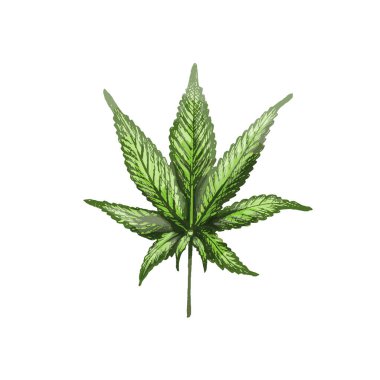Marihuana yaprağı. Vector vintage kuluçkadan çıkan renk çizimi. Beyaz arka planda izole edilmiş. El çizimi tasarım