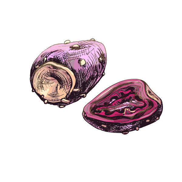 Prickly pear slice and whole. Vector vintage hatching color illustration. Isolated on white background. Hand drawn design