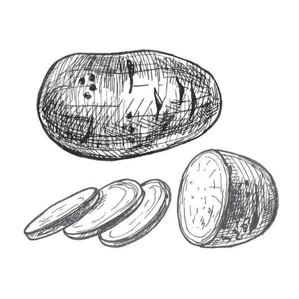 土豆全切成片 矢量老式孵化灰色插图 因白人背景而被隔离 — 图库矢量图片