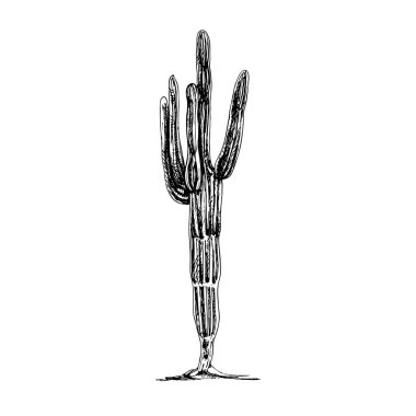 Kaktüs saguaro bitkisi. Siyah illüstrasyon üreten vintage taşıyıcı. Beyaz arkaplanda izole.