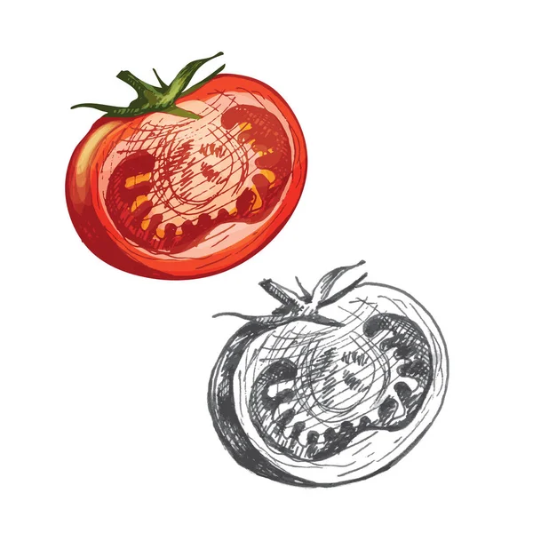 Metade de tomate. Vetor vintage incubação cor ilustração. — Vetor de Stock